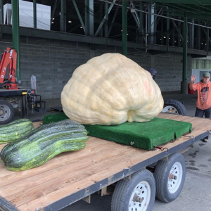 Секрет гигантских овощей: что добавить в лунку, чтобы урожай не поместился в ведро